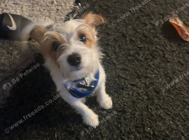 Miniature jack russell