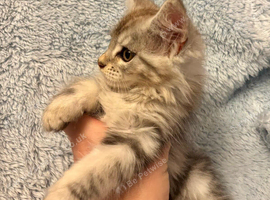 Beautiful TICA Active Registered Kittens