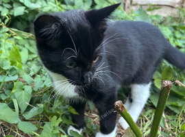 Kitties