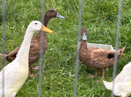 Pair of white runner ducks