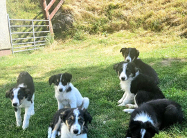 6 Border collie pups for sale