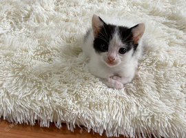 2 male kittens
