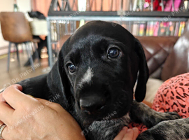 KC registered German Wirehaired Pointer puppies