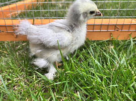 Pekin Bantam chicks x 6 &pound;12 per chick
