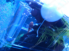 Pleco for sale