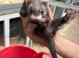 Mixed Ferrets available soon