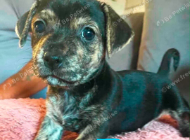 Jack Russell Cross Pocket Bully Puppies