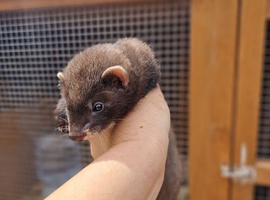 Ferrets available from 20th June