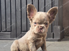 KC Fluffy French Bulldog Puppies