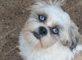 Lhasa apso boy pups