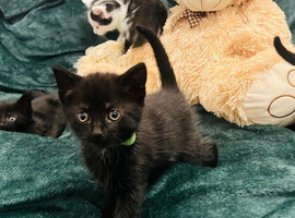 Lovely black kitten looking for forever home