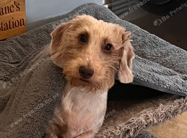 Miniature chocolate dapple wire dachshund