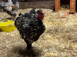 Mix of cockerel/rooster available