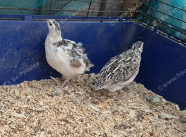 Quail