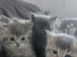 BSH/RAGDOLL Kittens