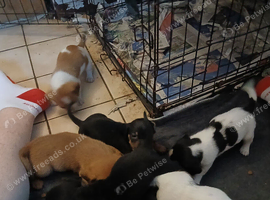 Mix breed pups
