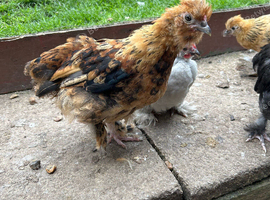Satin Silkie growers male and females