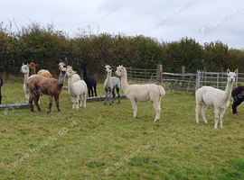 Delightful alpacas for sale