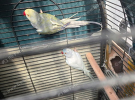 Ringneck parrot