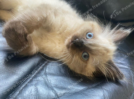 Chocolate minx ragdoll