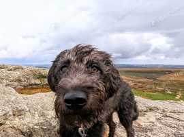 Bedlington Whippet for Stud