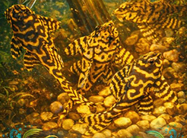 Tropical fish sell trade CUMBRIA. WHATSAPP HOBBYISTS SALE TRADE