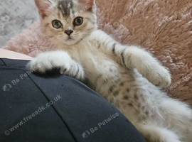 READY NOW BSH X SCOTTISH FOLD