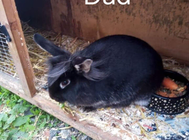 Girl Bunny needing loving home