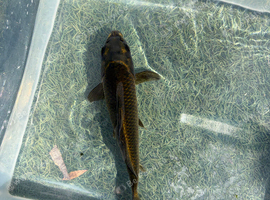 25cm(10inch) ghost koi