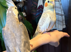 PENDING SALE Bonded tame cockatiels