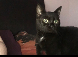 Searching for Puss&rsquo; new home