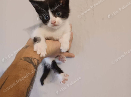 Male kitten