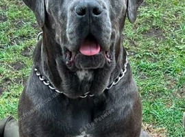 Female cane corso for sale