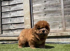 KC registered adorable chow chow puppies