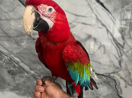 Stunning HandReared Hand Tame Talking Greenwing Macaw