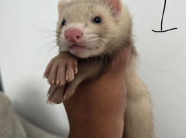 Stunning part angora kits for sale