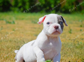 Olde English bulldog puppies !!