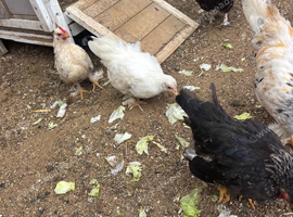 Pekin bantams