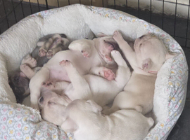 French Bulldog puppies