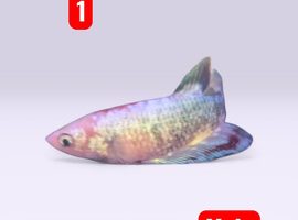 Betta fish