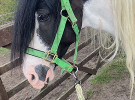 Gypsy for Full Loan, Based in Worsley