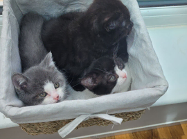 Gorgeous BSH Cross kittens for sale