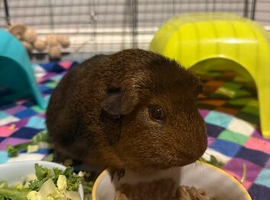 Young bonded males