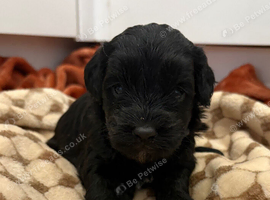 Miniature cockerpoo puppies