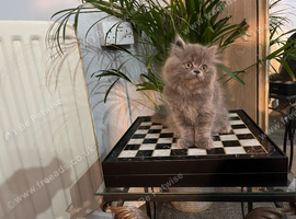 Ready Now. Stunning doll faced solid blue Persian girl