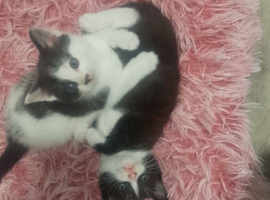 Kitten