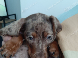 Miniature Dachshund Dapple Boy
