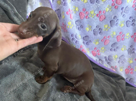 Adorable Miniature Dachshund Puppies Ready for Loving Homes