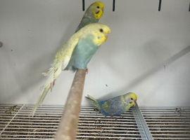 Various Stunning Normal & Rainbow Budgies
