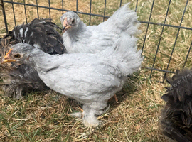 Pekin pullets